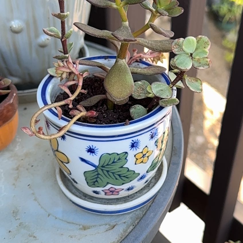 Photo of the plant species Assorted Succulents by @SaltyGardener named Stella on Greg, the plant care app