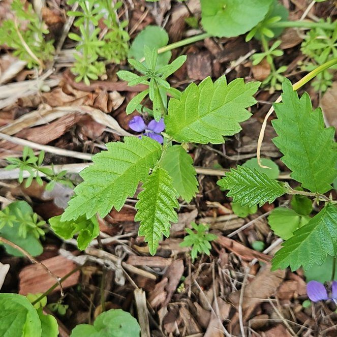 Photo of the plant species Blue Porterweed by @ZingSnowflower named Sanders on Greg, the plant care app
