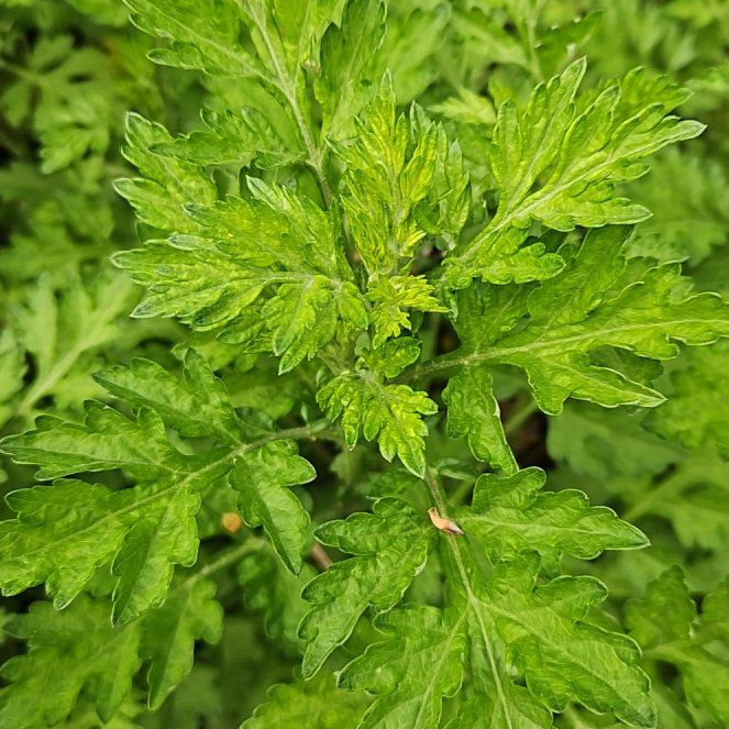 Photo of the plant species Mugwort by @ZingSnowflower named Austen on Greg, the plant care app