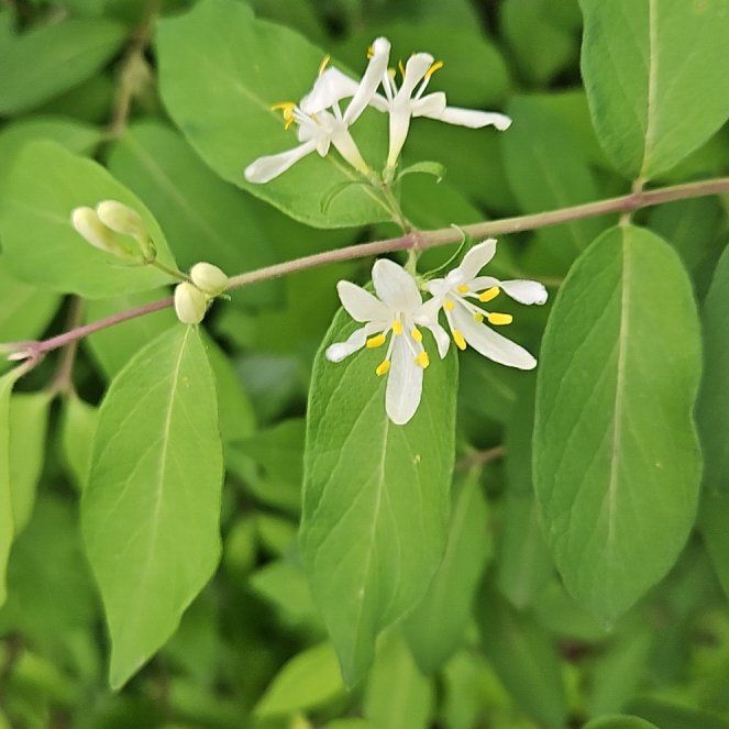 Photo of the plant species Morrow's Honeysuckle by @ZingSnowflower named Harmony on Greg, the plant care app