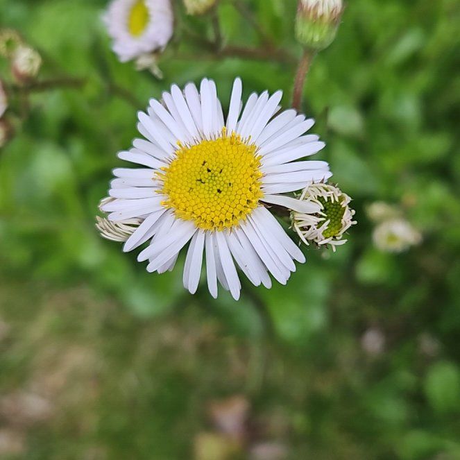 Photo of the plant species Latin American Fleabane by @ZingSnowflower named Tree Diddy on Greg, the plant care app