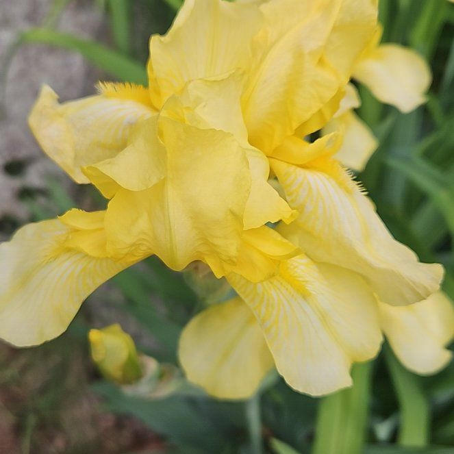 Photo of the plant species Crimean Iris by @ZingSnowflower named Marilyn on Greg, the plant care app