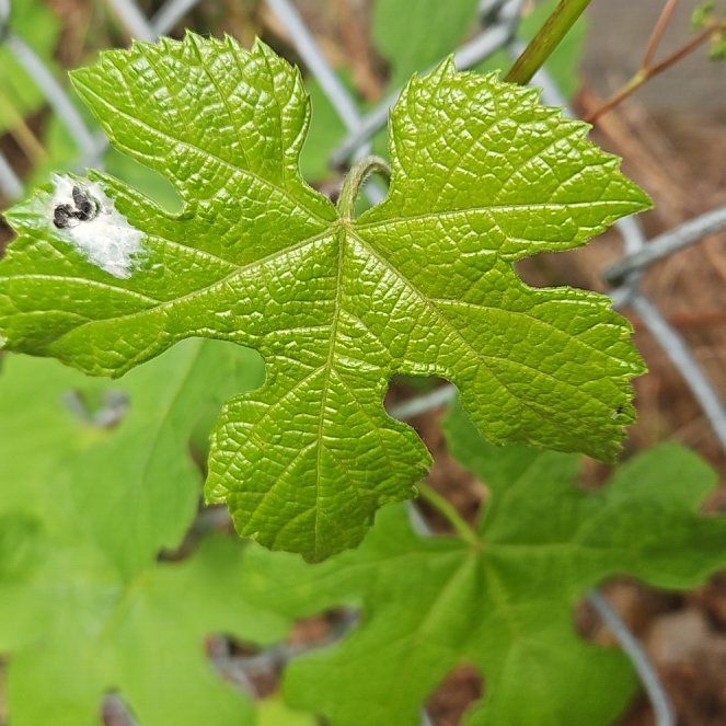 Photo of the plant species Concord Grape by @ZingSnowflower named Messi on Greg, the plant care app