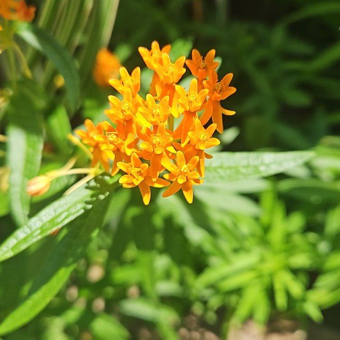 Photo of the plant species Butterfly Weed by @ZingSnowflower named Gregarious on Greg, the plant care app