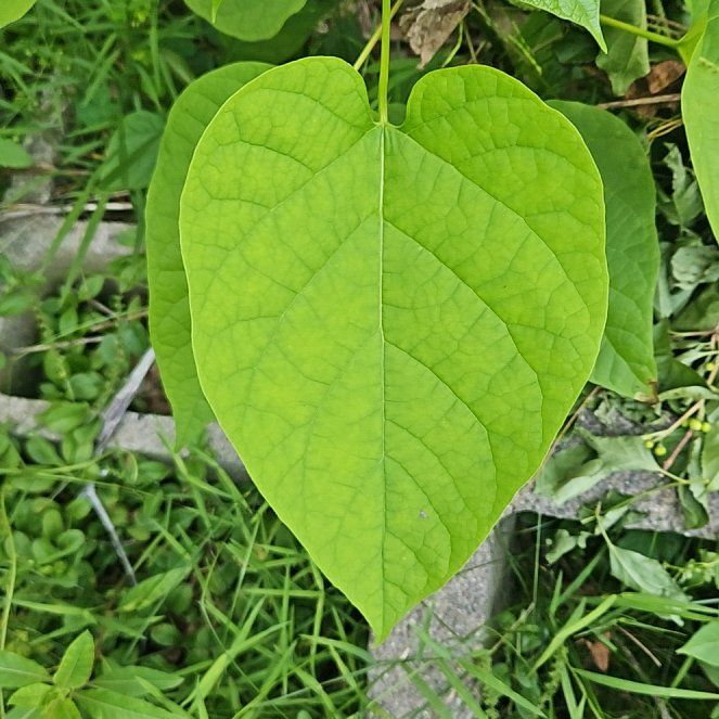 Photo of the plant species Catalpa by @ZingSnowflower named Kardashian on Greg, the plant care app