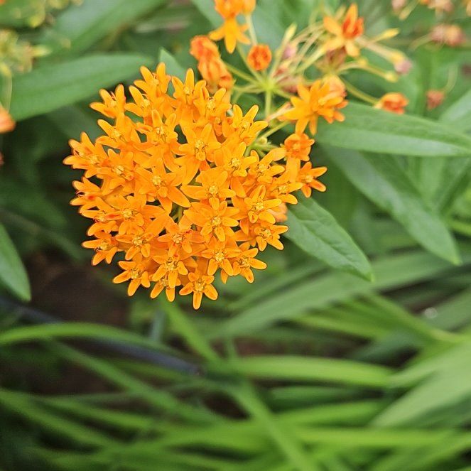 Photo of the plant species Butterfly Weed by @ZingSnowflower named Bodhi on Greg, the plant care app