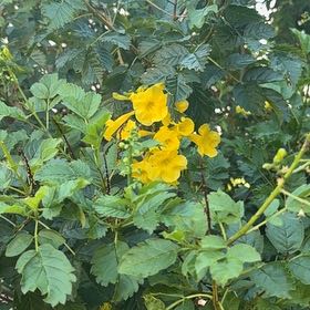 Photo of the plant species Yellow Bells by @GentlePalesedge named Austen on Greg, the plant care app