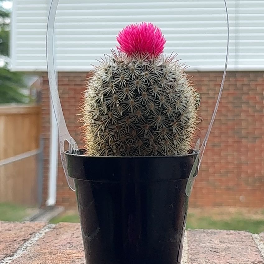 Button Cactus in a black pot with a bright pink flower on top, set against a brick wall and wooden fence.