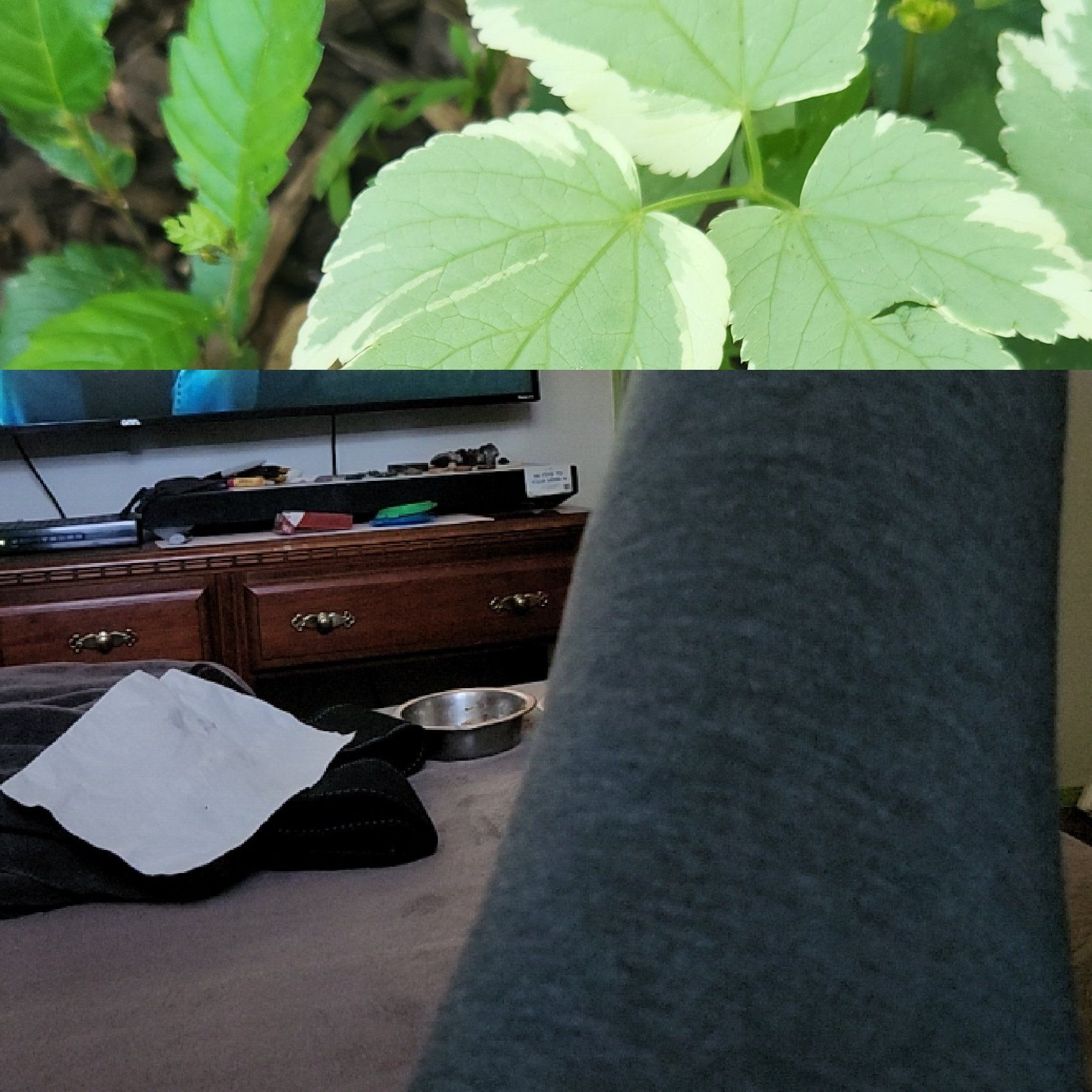 Bishop's Goutweed plant with green and white-edged leaves, household background.