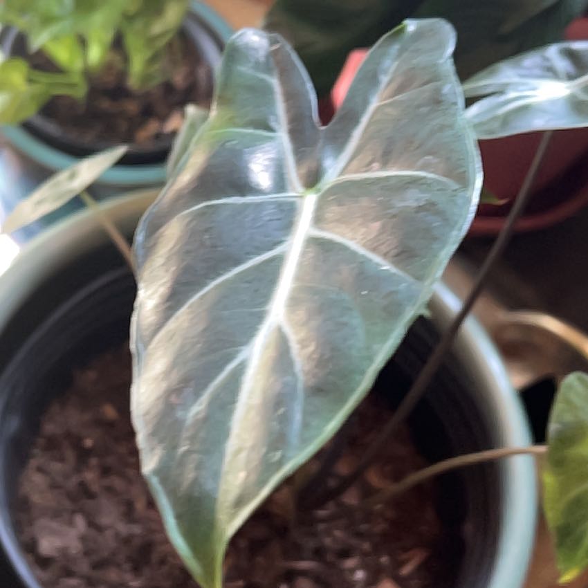 Photo of the plant species Alocasia longiloba 'Mythic' by @maxbolt named Elephant ear Alocasia on Greg, the plant care app