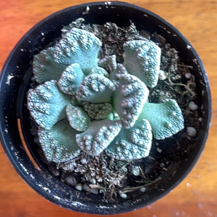 Plant care for Assorted Stomatium on Greg, the plant care app