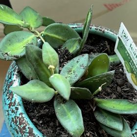 Photo of the plant species Sea stone hoya by @Plantlady24 named Robert Plant on Greg, the plant care app