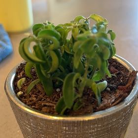 Photo of the plant species Curly Lipstick Plant by @Plantlady24 named Curly Girl on Greg, the plant care app