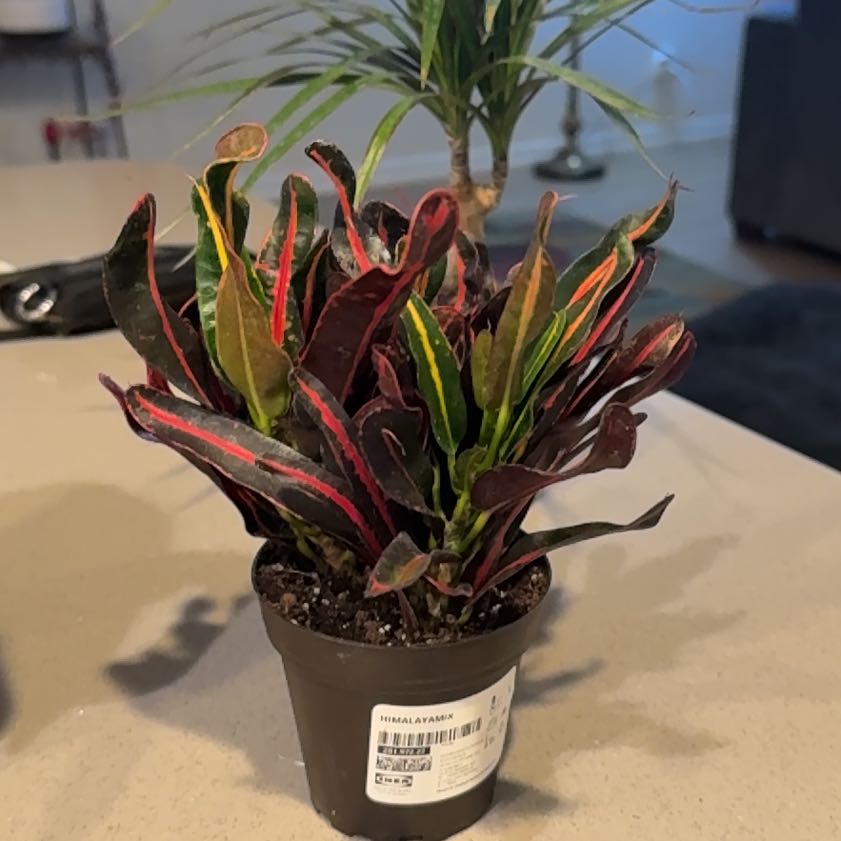 Photo of the plant species Croton Curly Boy by @Plantlady24 named James Dean on Greg, the plant care app