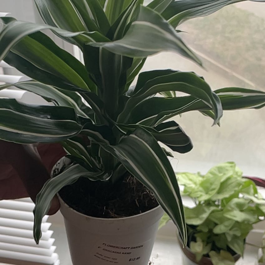 Photo of the plant species Dracaena Kanzi by @Tiatya named Sherlock on Greg, the plant care app