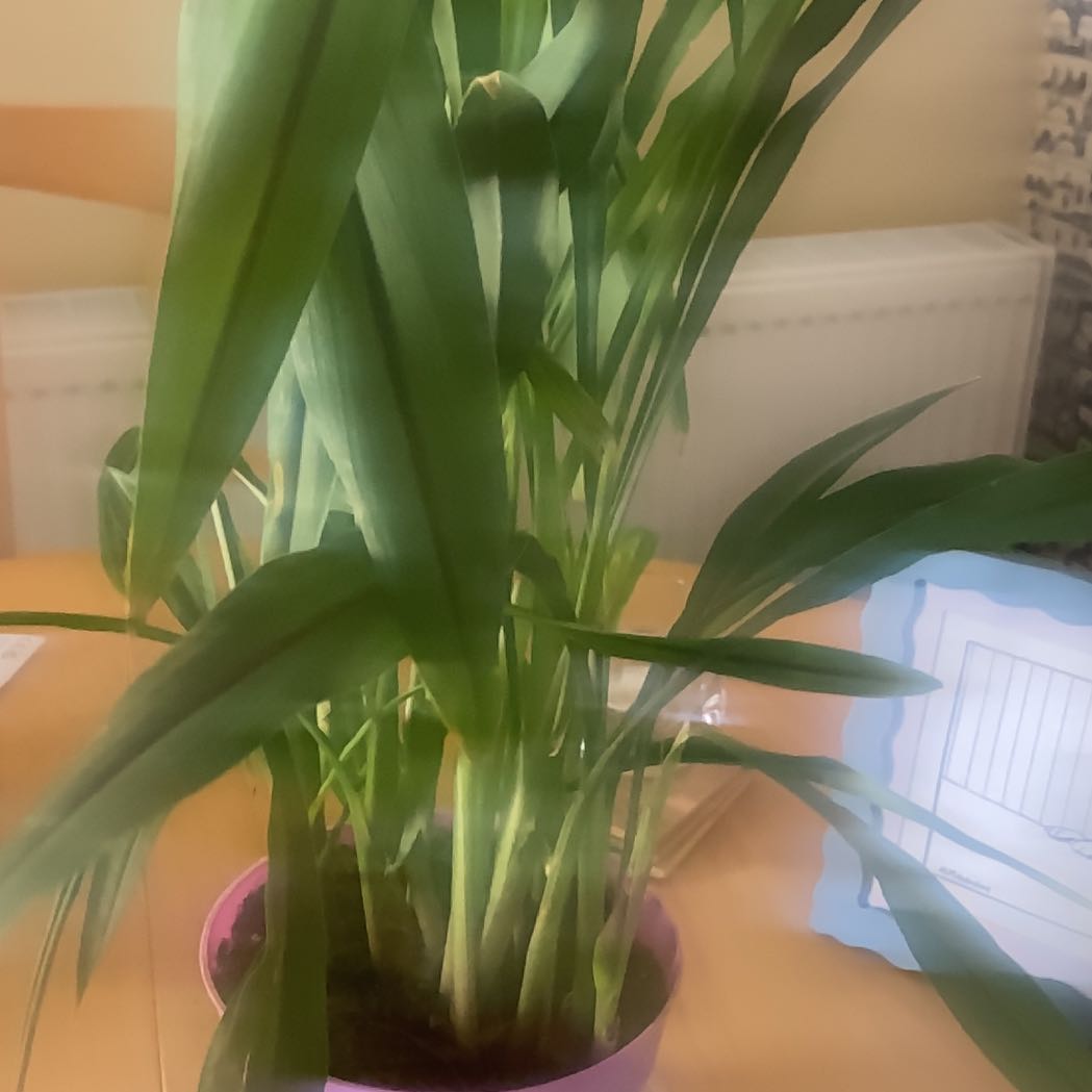 Photo of the plant species Siam Splash Tulip by @DreamyPatchouli named Zeus on Greg, the plant care app