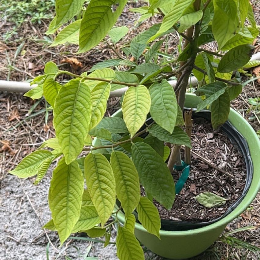 Photo of the plant species Ylang Ylang by @WinVandaorchid named Ylang ylang on Greg, the plant care app