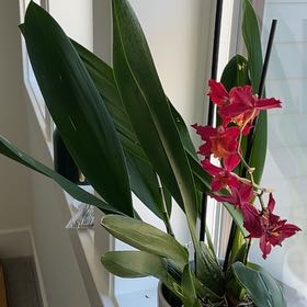 Photo of the plant species Odontocidium Catatante 'Pacific Sun Spots' by @OodlesCardoon named Delilah on Greg, the plant care app
