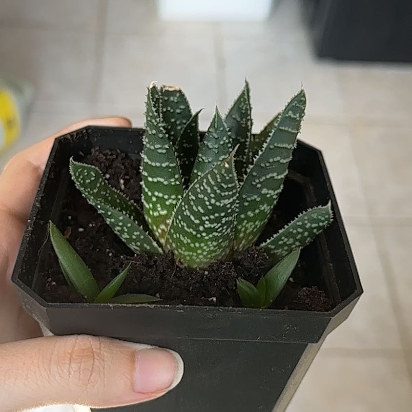 Photo of the plant species Gasteraloe 'Apollo' by @BuddingBluerose named Khaleesi on Greg, the plant care app