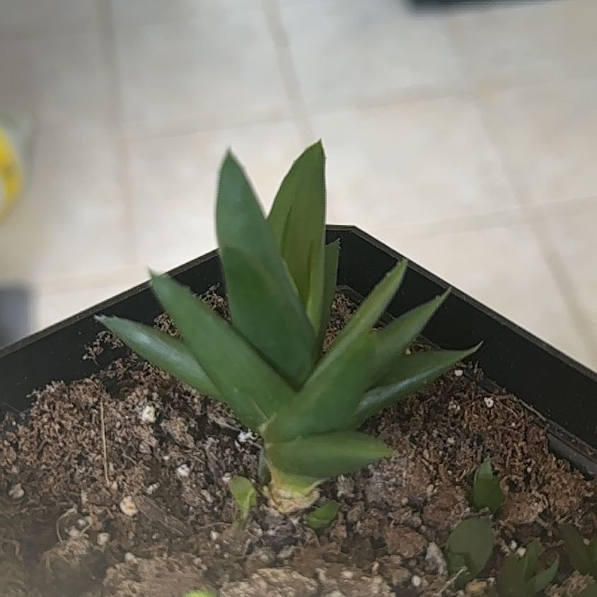 Alworthia 'Black Gem' succulent plant in a pot with visible soil.
