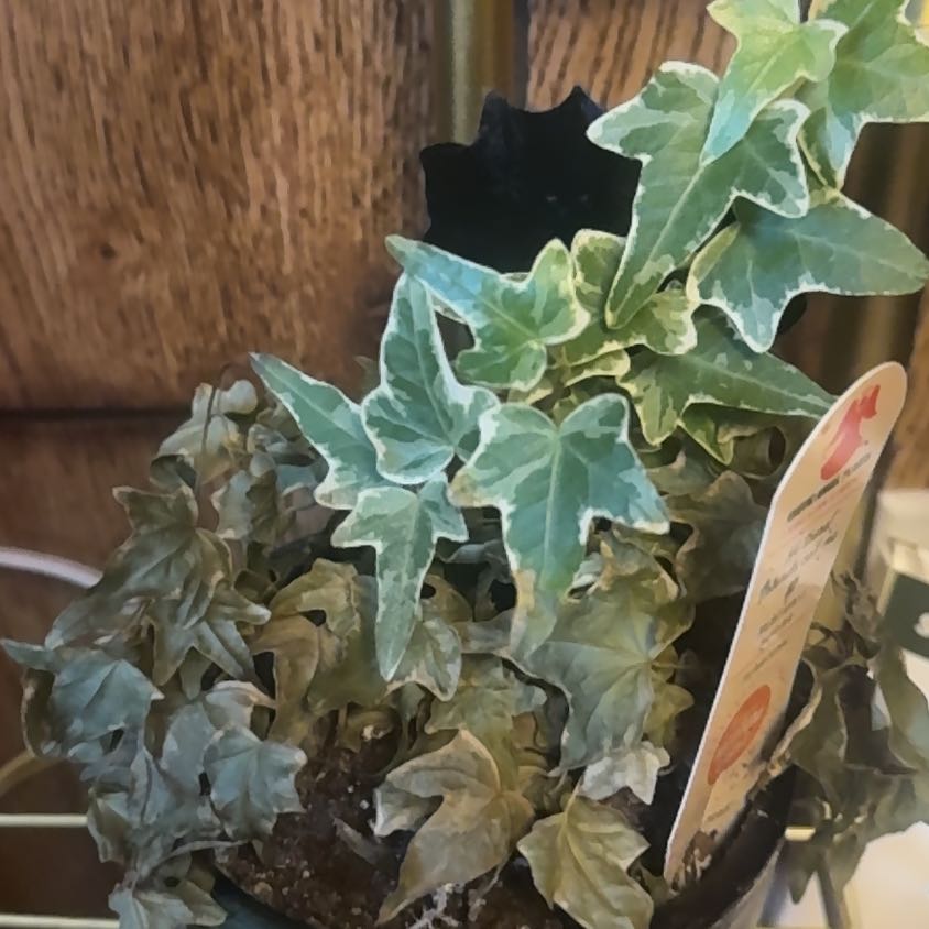 Photo of the plant species Varigated English Ivy by @Kkeho named Oscar on Greg, the plant care app