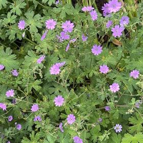 Photo of the plant species Dovefoot Geranium by @AlertCurlyslim named Clooney on Greg, the plant care app