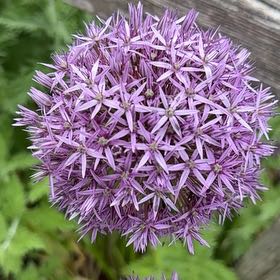 Photo of the plant species Wild Leek by @AlertCurlyslim named Sanders on Greg, the plant care app