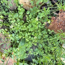 Photo of the plant species Wavy Bittercress by @AlertCurlyslim named Zeus on Greg, the plant care app