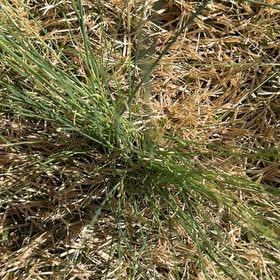 Photo of the plant species Crow Garlic by @AlertCurlyslim named ChloroPhil on Greg, the plant care app