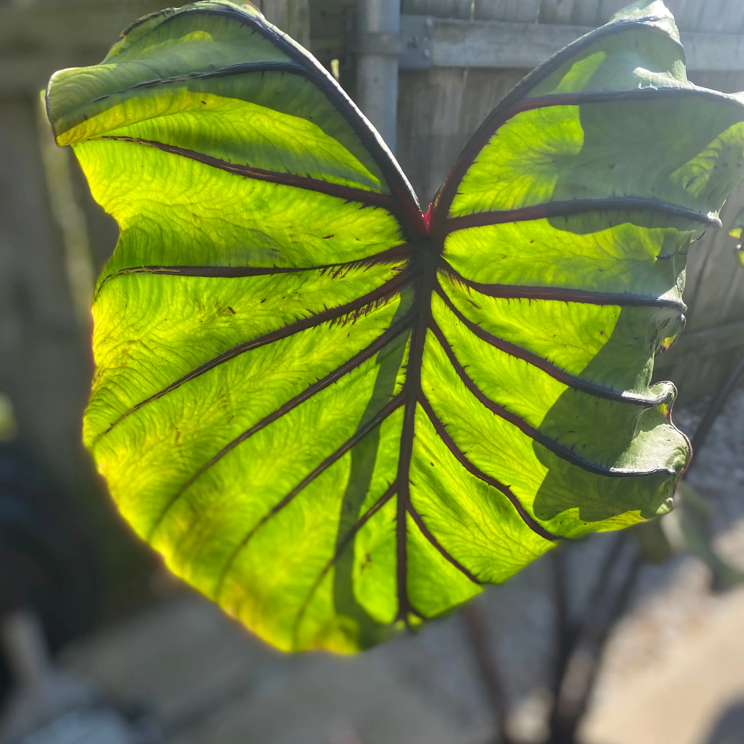 Photo of the plant species Pharaoh's Mask Elephant Ear by @DestinedBroom named King Tut on Greg, the plant care app