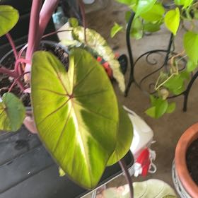 Photo of the plant species Colocasia Royal Hawaiian® 'Waikiki' by @Jfoster named Osmo on Greg, the plant care app