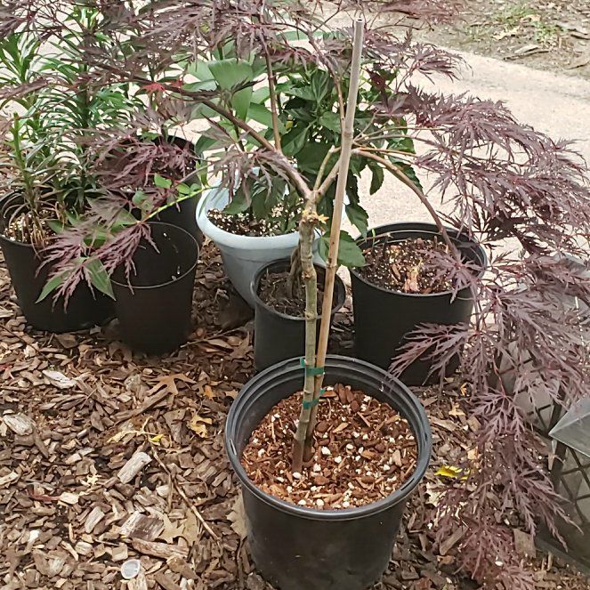 Photo of the plant species Crimson Queen Japanese Maple by @avalentine named Tree Diddy on Greg, the plant care app
