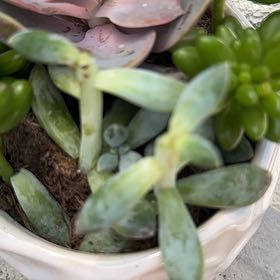 Photo of the plant species Sedum 'Pork and Beans' by @DeluxeWarnockia named Sanders on Greg, the plant care app