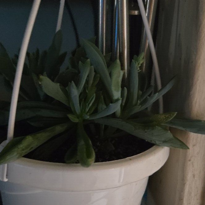 Photo of the plant species String of Dolphins by @TransparentIvy named Dolores on Greg, the plant care app