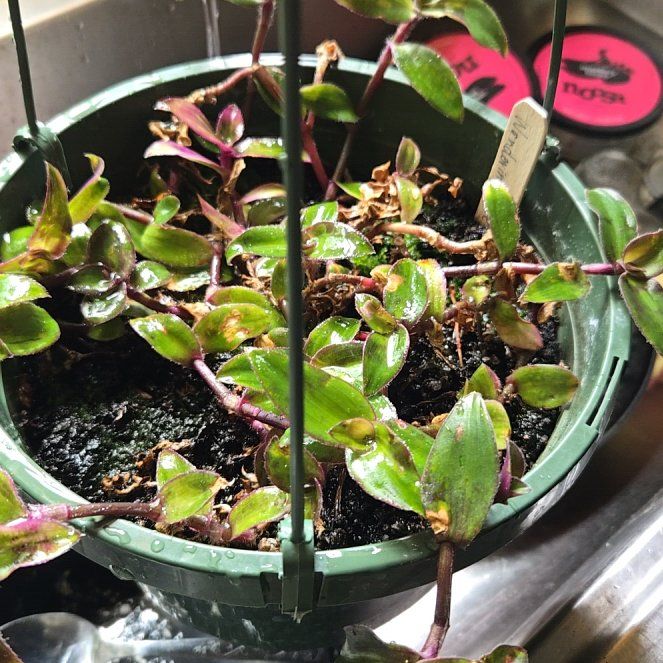 Photo of the plant species Wondering Jude Tortuga by @TransparentIvy named Keanu Leaves on Greg, the plant care app