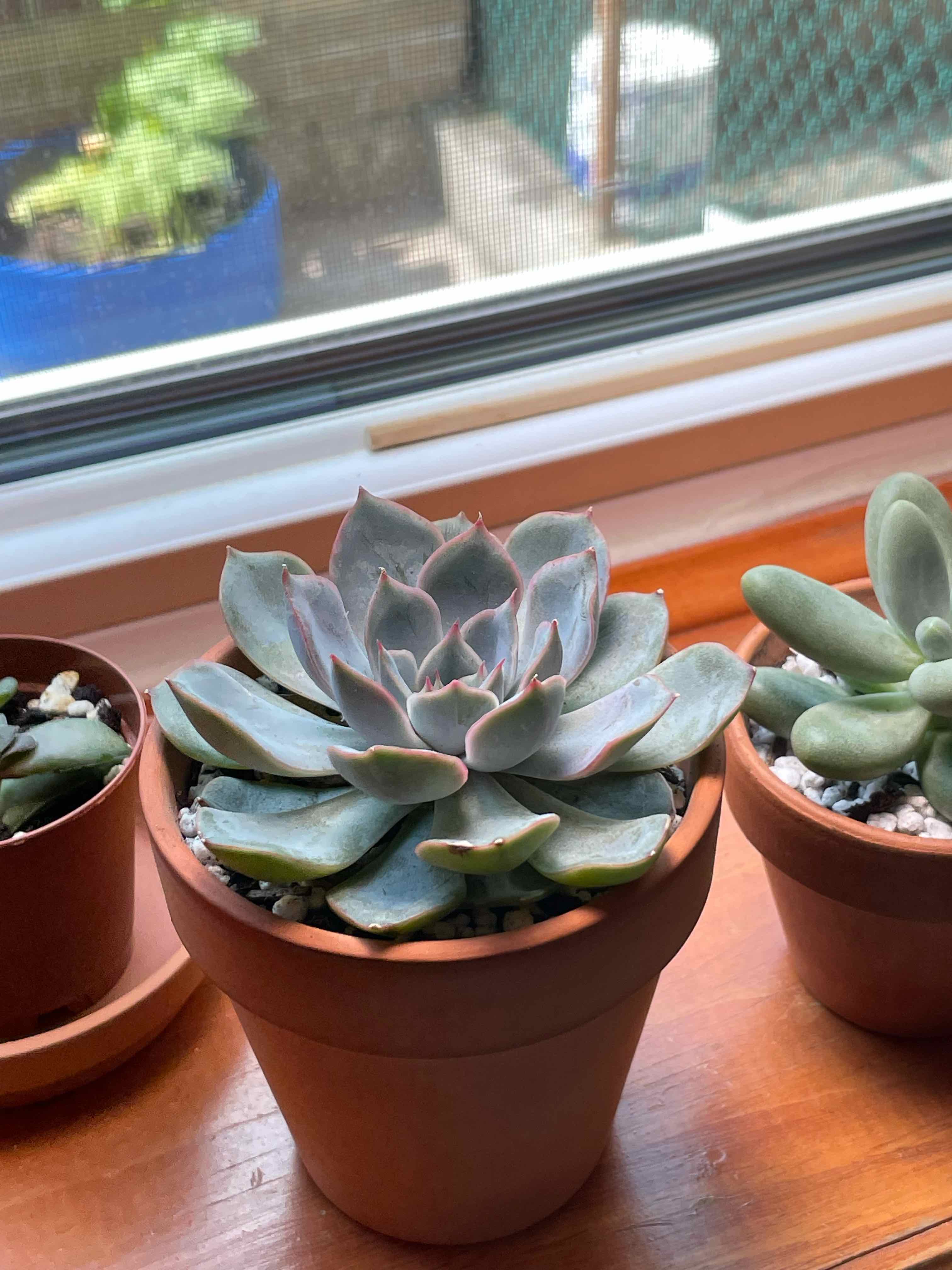 Potted Echeveria 'Orion' on a windowsill, healthy with no visible issues.