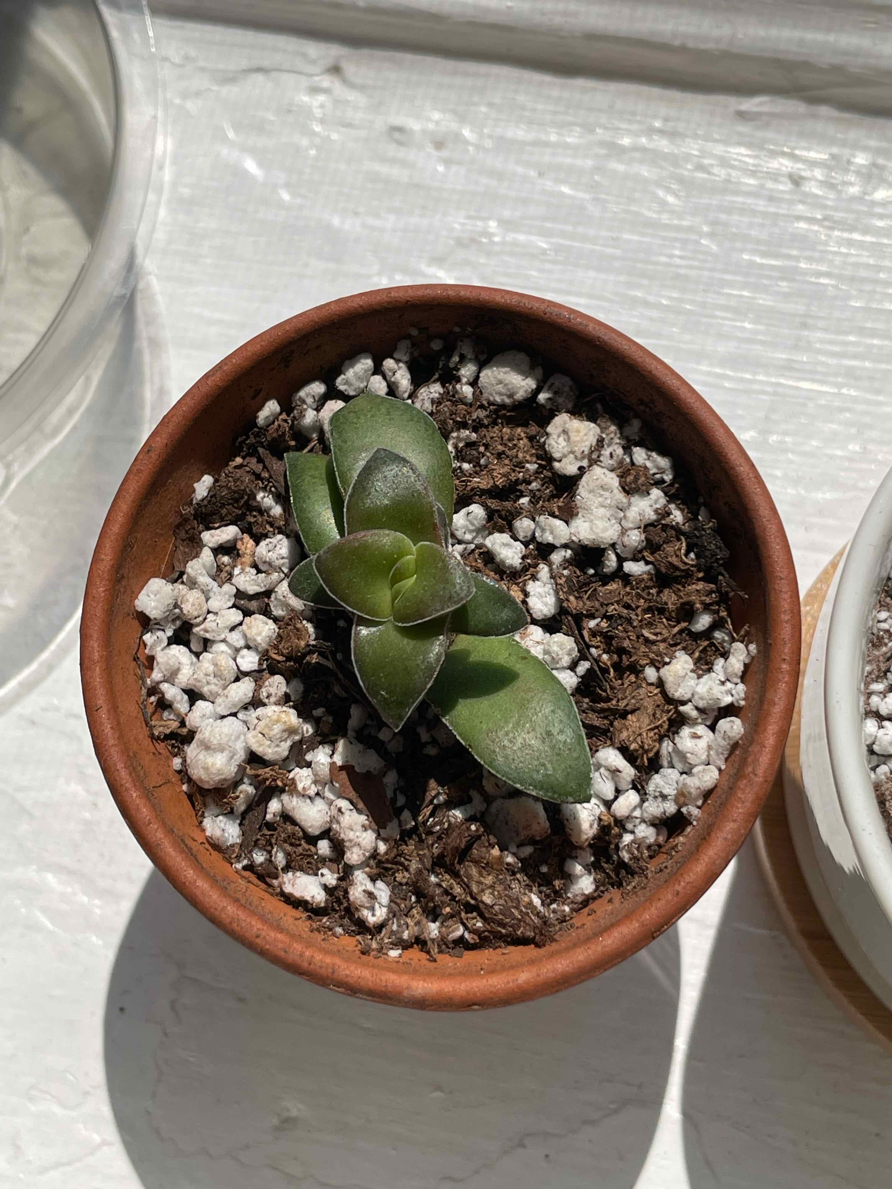 Crassula 'Springtime' plant in a terracotta pot with visible soil.