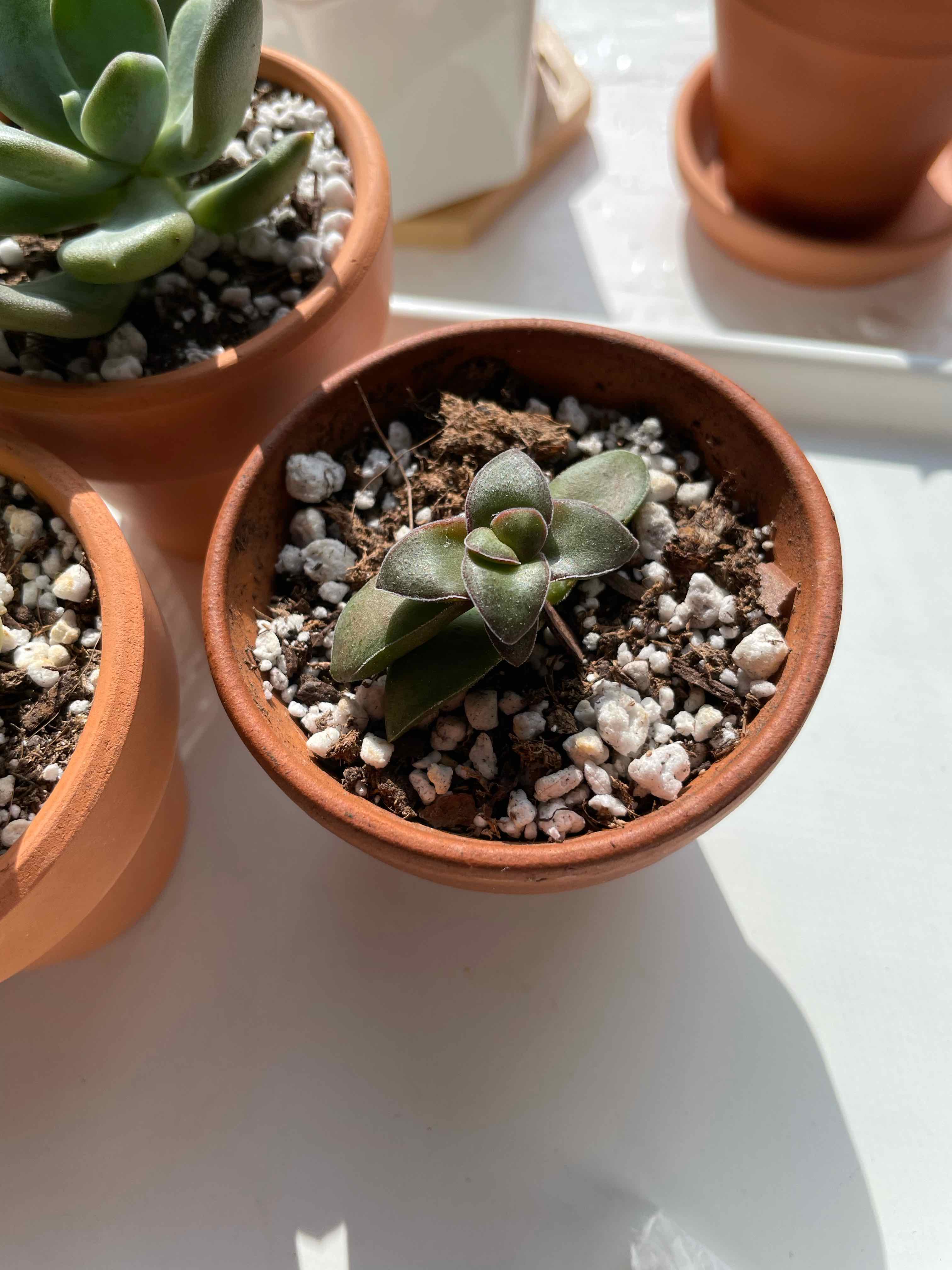 Crassula 'Springtime' plant in a terracotta pot with visible soil and no signs of distress.