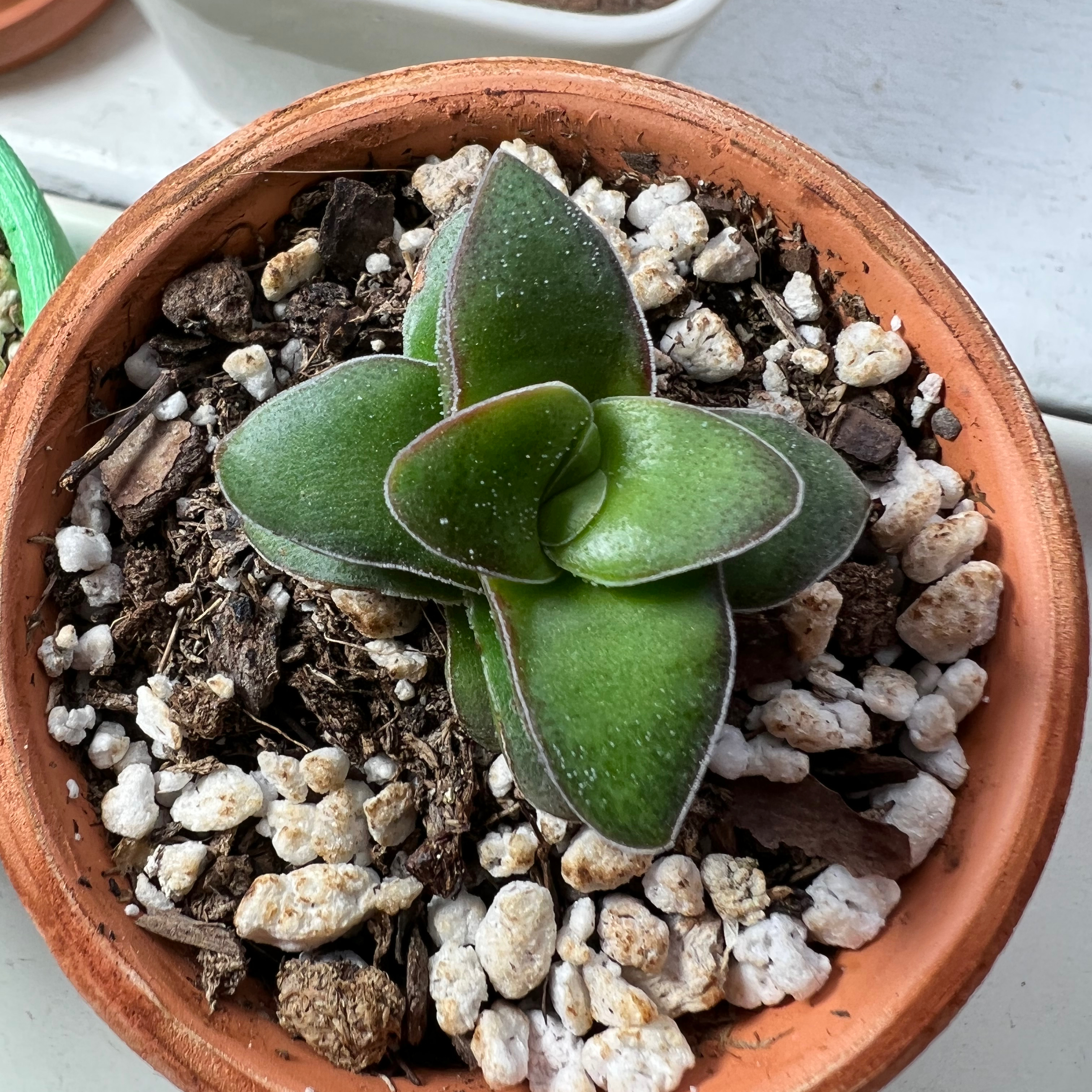 Crassula 'Springtime' plant in a terracotta pot with visible soil and healthy green leaves.