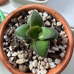 Springtime Crassula plant