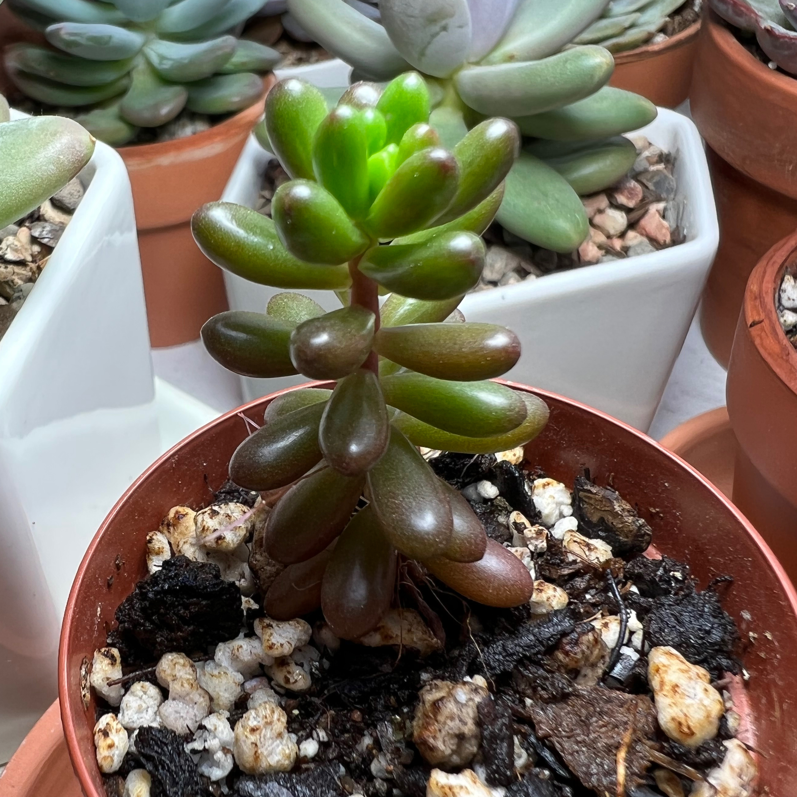 Jelly Bean Plant plant photo by @perin named jellybones on Greg, the plant care app.