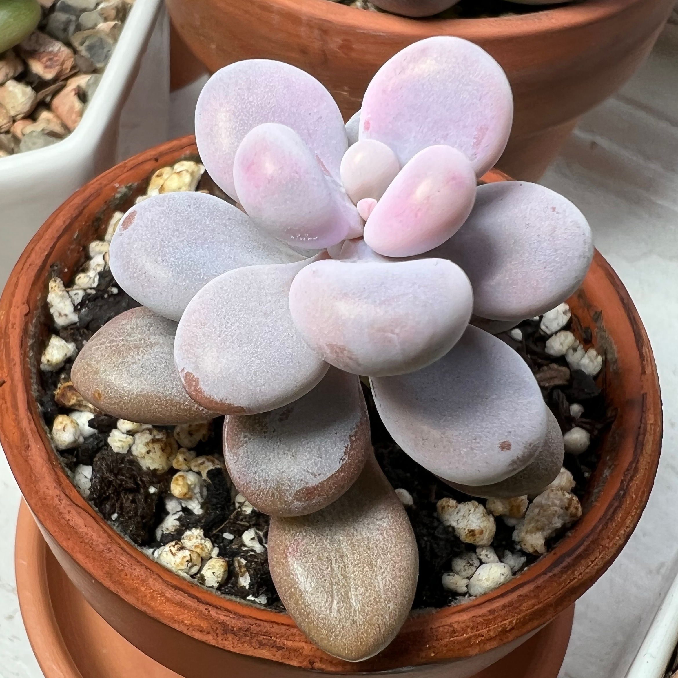 Pink Moonstones succulent in a terracotta pot with visible soil.