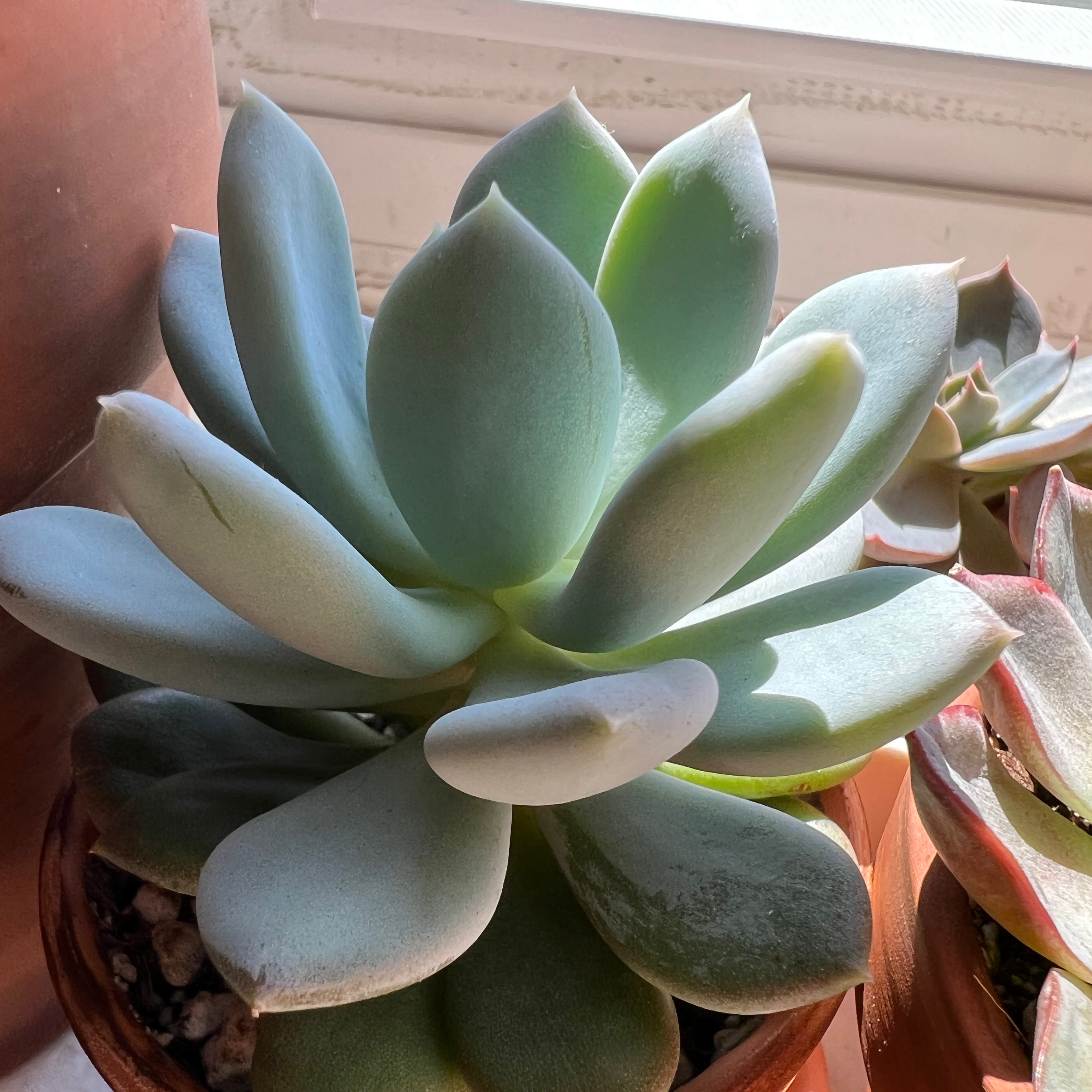 Blue Haze plant photo by @perin named britney spears in 2007 on Greg, the plant care app.