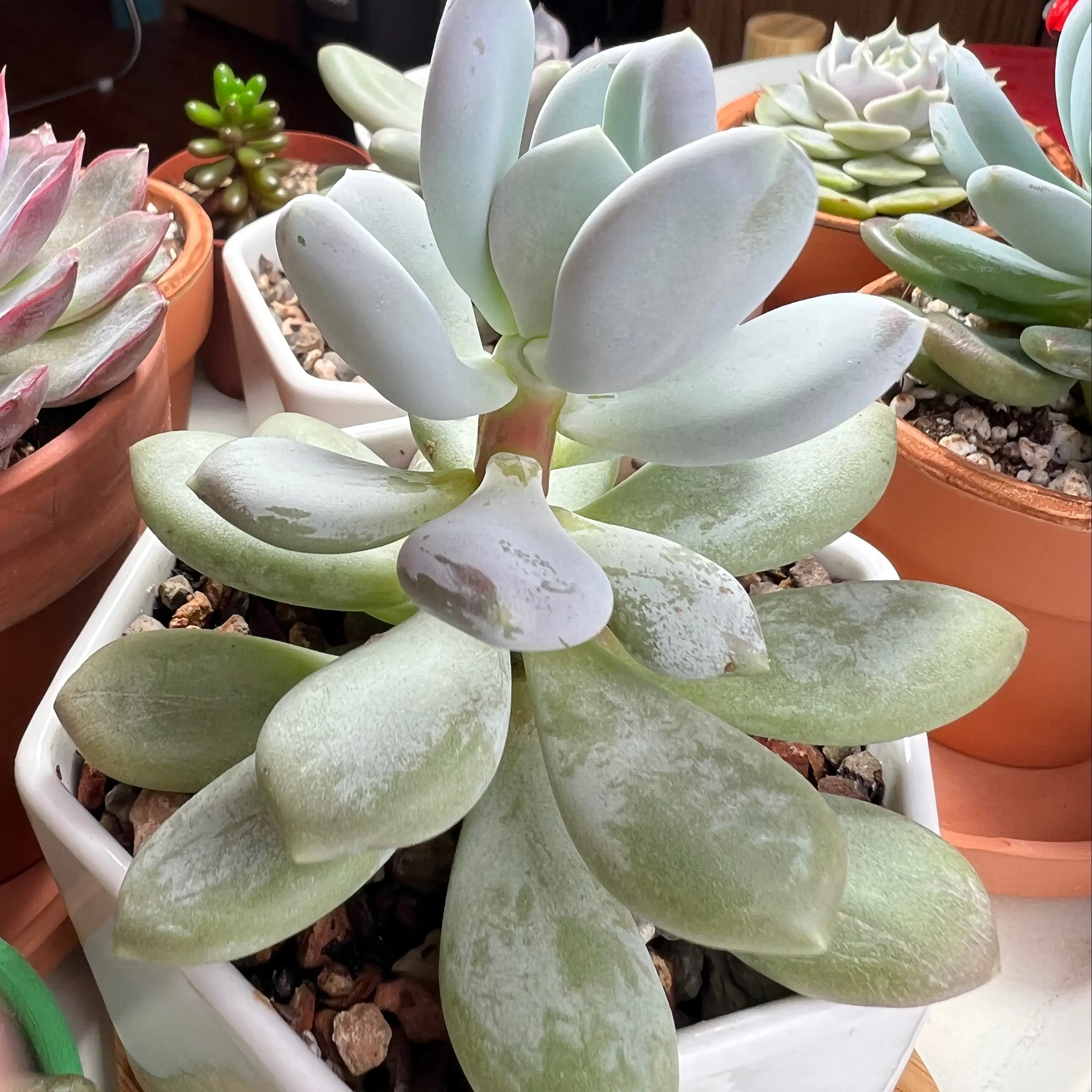Photo of the plant species sticky moonstones by @perin named sticky mickey on Greg, the plant care app