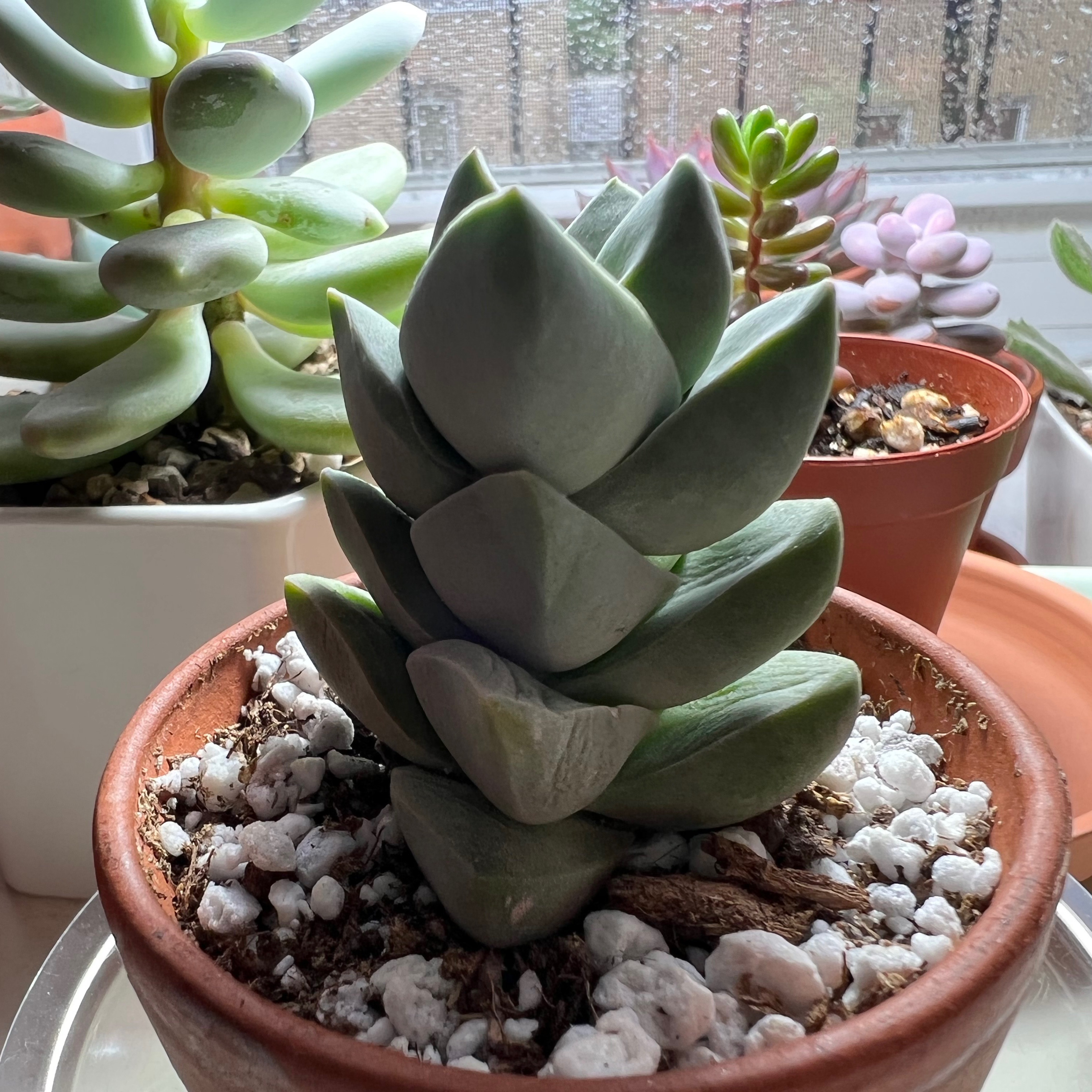 Crassula 'Moonglow' plant in a terracotta pot with well-draining soil, surrounded by other succulents.