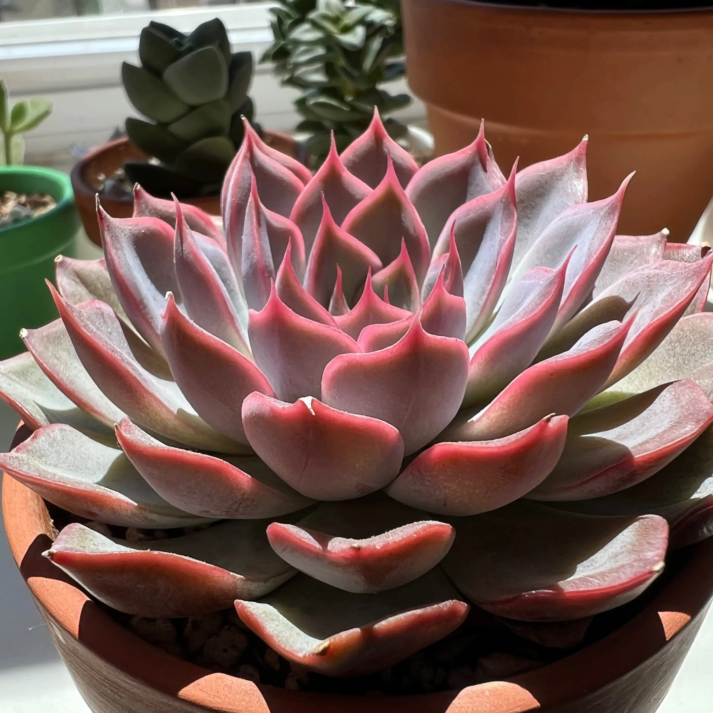 Photo of the plant species Echeveria 'Orion' by @perin named roselia on Greg, the plant care app