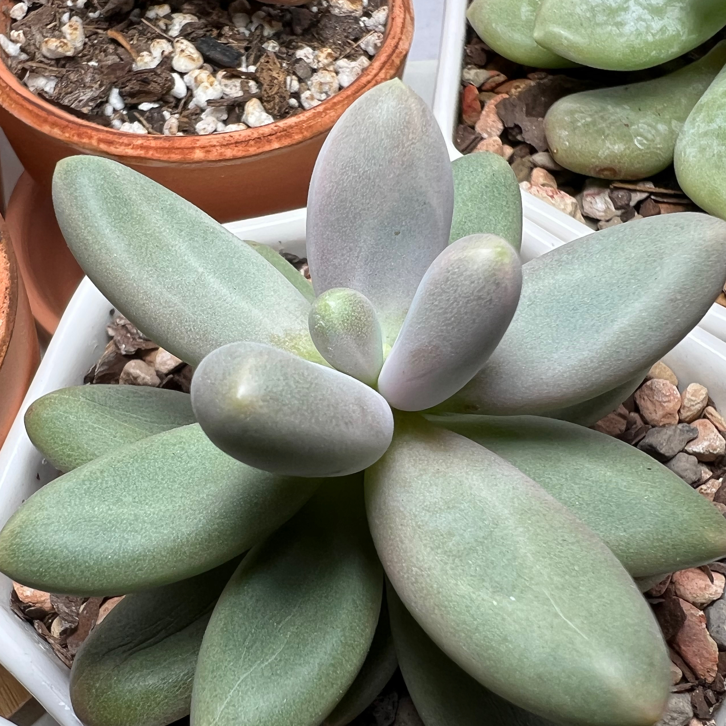 Photo of the plant species Pachyphytum fittkaui by @perin named chonky on Greg, the plant care app