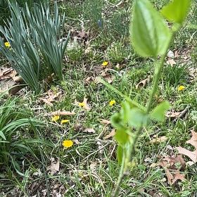 Photo of the plant species European Birthwort by @WorthySweetmint named ChloroPhil on Greg, the plant care app