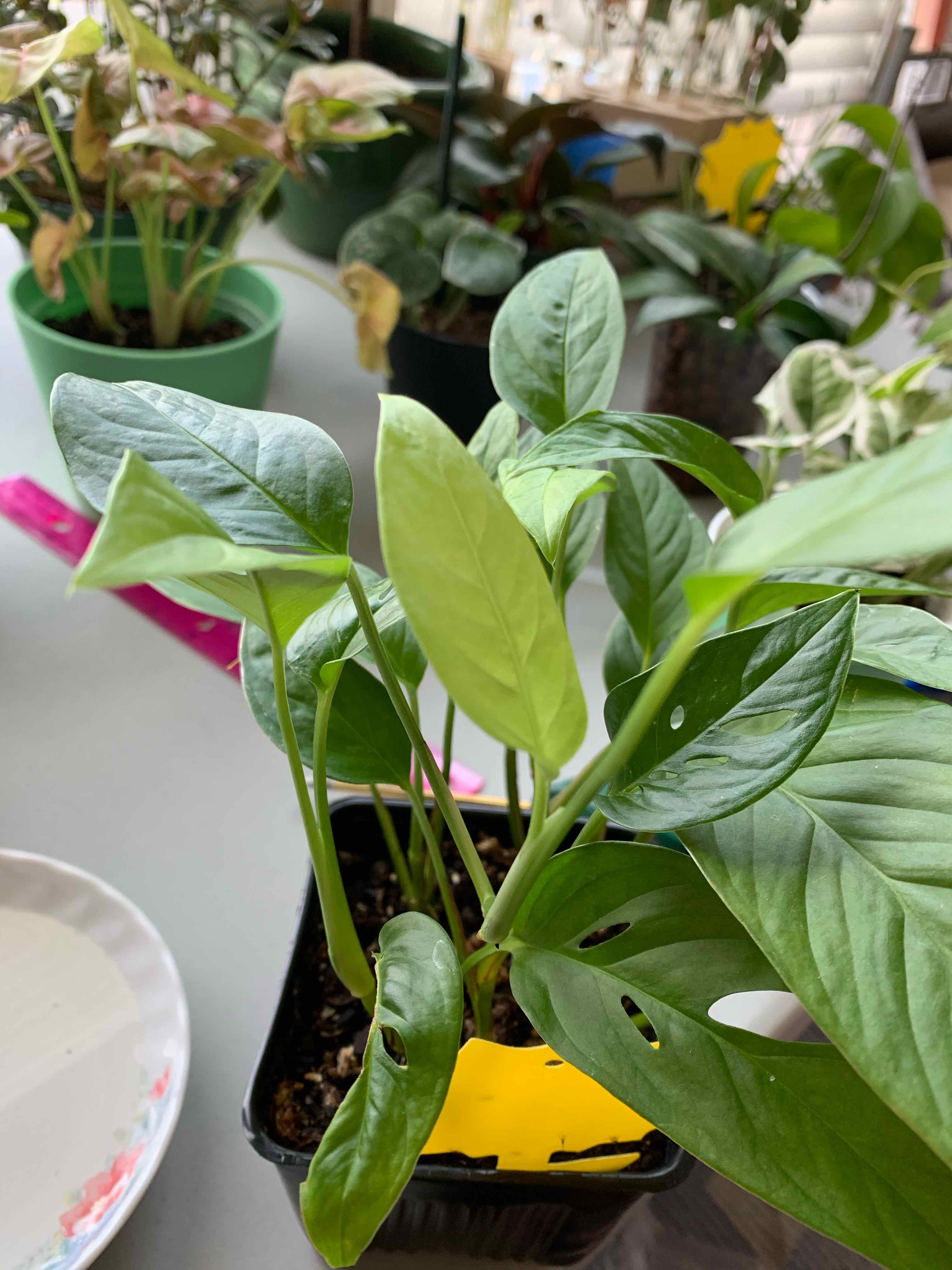 Monstera lechleriana plant in a small pot with vibrant green leaves and minor holes.