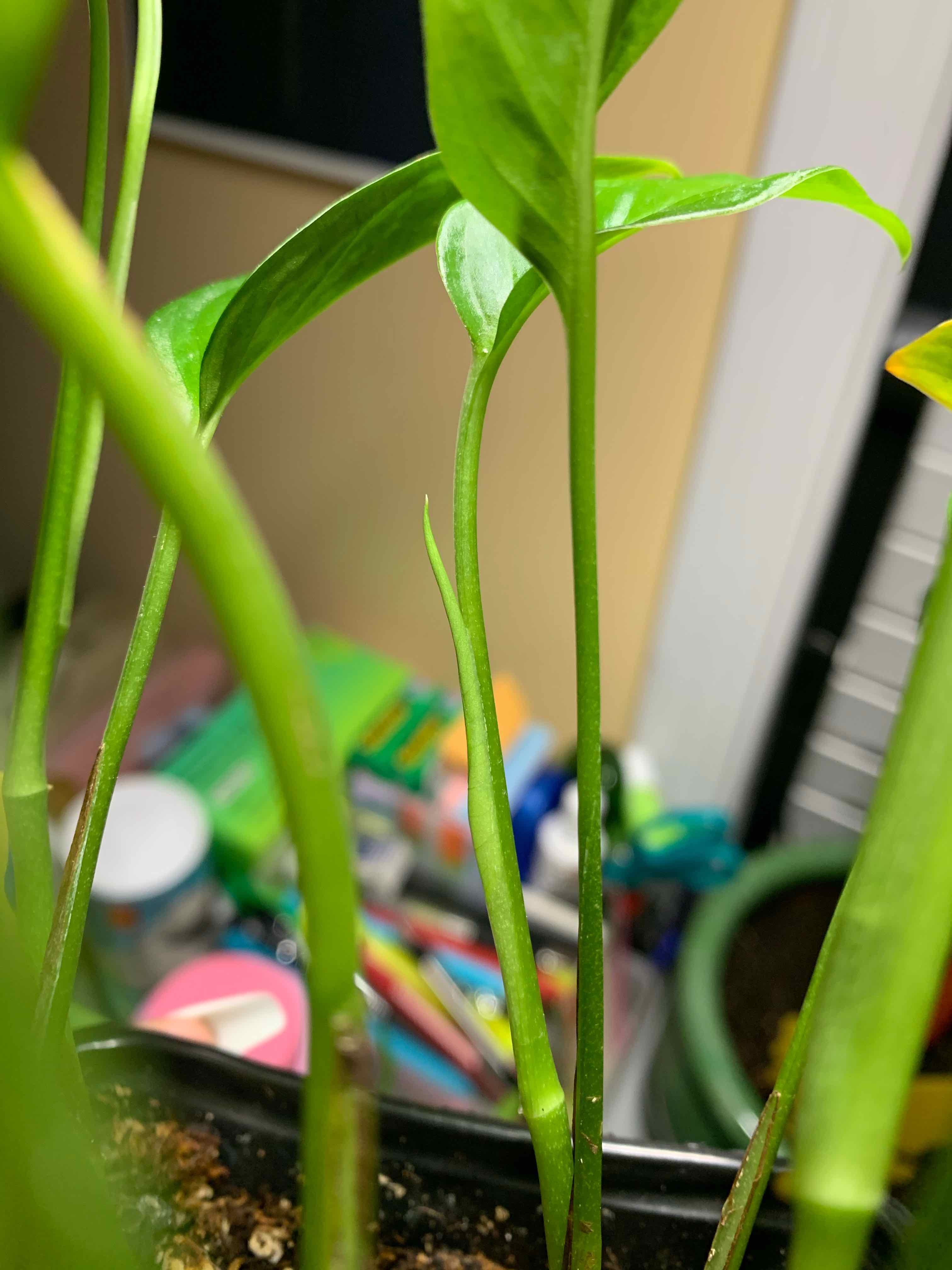 Monstera lechleriana plant with green leaves and stems, soil visible.